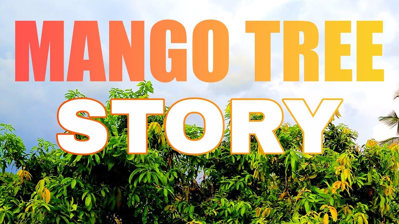 History of my Mango Tree 🌳 | A climb by @mkdr390 | Raw Mango with chilli and salt masala 🤩🤩