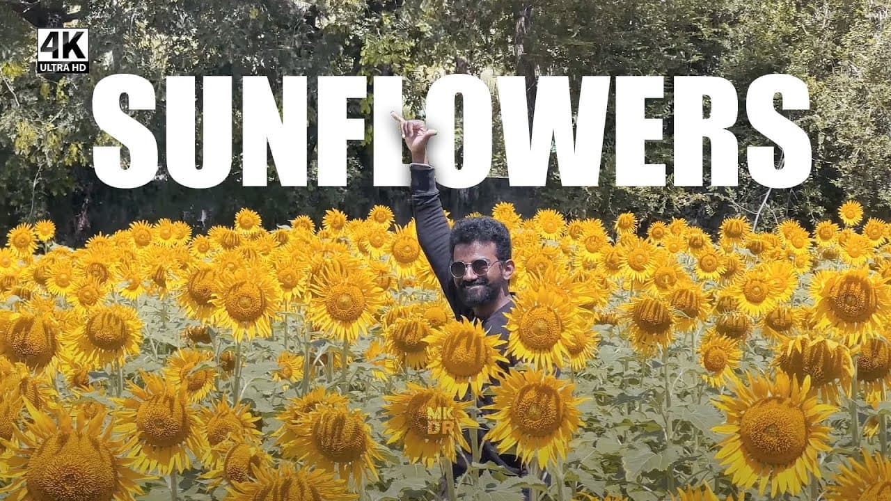 Sunflower Fields 🌻 | Trivandrum to Tenkasi 🚀| 4K Video | Sundarapandiapuram Season